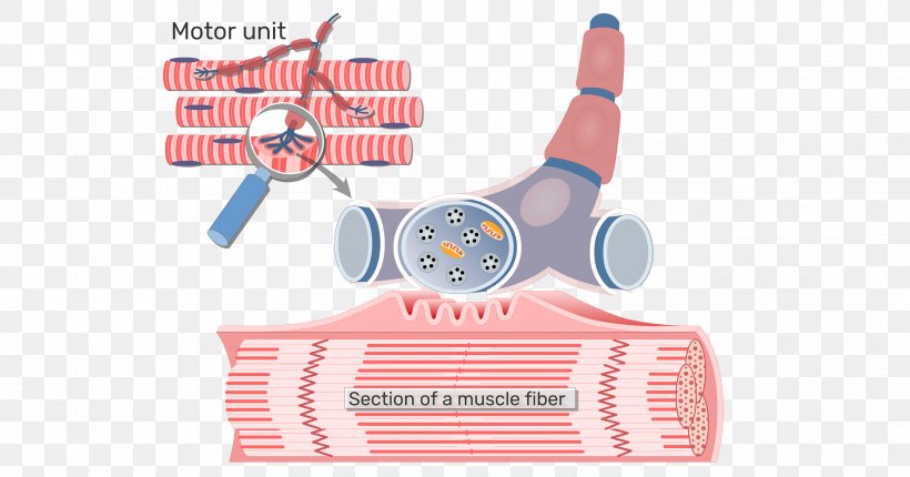 Neuromuscular Junction Motor Unit Axon Skeletal Muscle, PNG, 3402x1786px, Neuromuscular Junction, Axon, Axon Terminal, Brand, Household Cleaning Supply Download Free