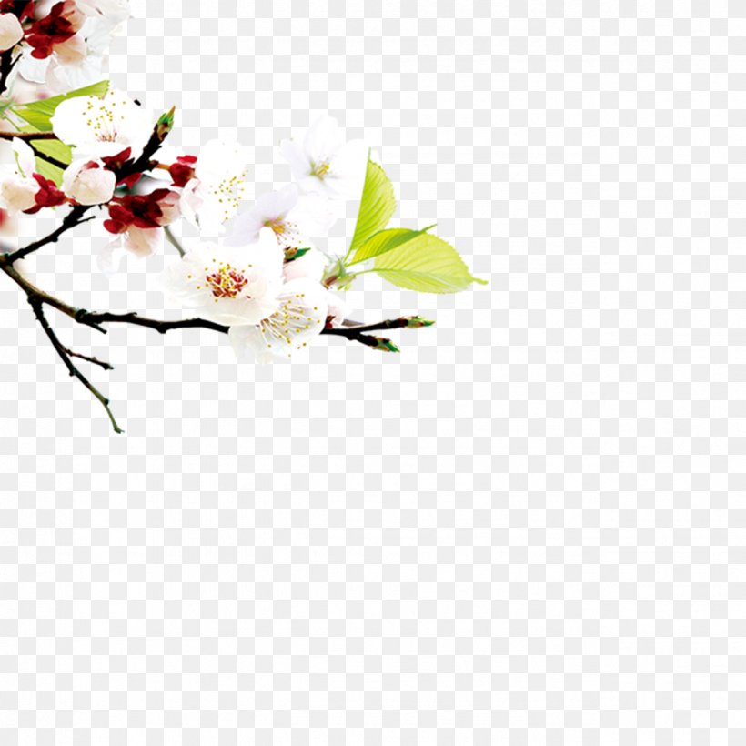 Peach Download, PNG, 1276x1276px, Peach, Blossom, Branch, Cherry Blossom, Coreldraw Download Free