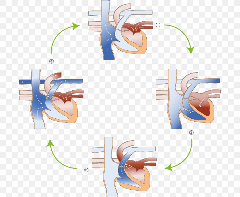 Physiologie Des Herzens Heart Systole Blood Diastole, PNG, 689x674px, Heart, Blood, Body, Diagram, Diastole Download Free