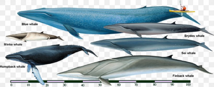 Sei Whale Fin Whale Rorquals Bryde's Whale Cetaceans, PNG, 836x343px, Sei Whale, Balaenoptera, Baleen, Baleen Whale, Blue Whale Download Free