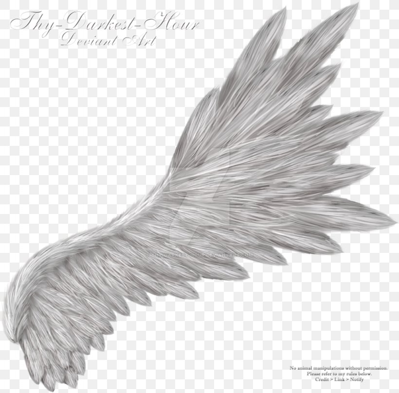 Wing Clip Art, PNG, 1024x1010px, Wing, Angel, Beak, Black And White, Deviantart Download Free