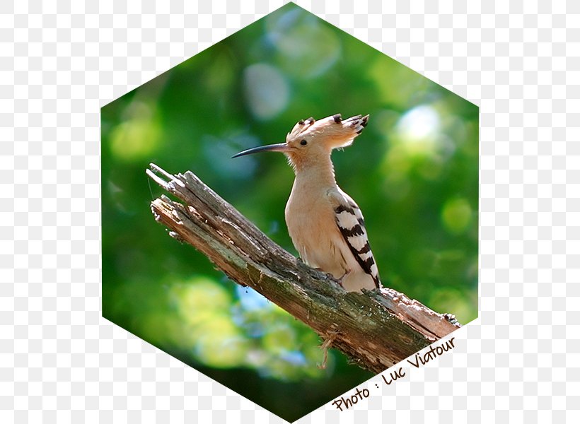 Bird Vocalization Eurasian Hoopoe Reptile Lovebird, PNG, 600x600px, Bird, African Hoopoe, American Goldfinch, Beak, Bird Feeders Download Free