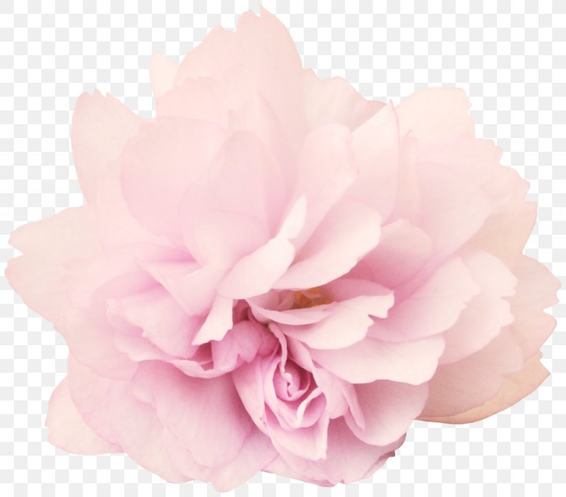 Peony Flower Clip Art, PNG, 1025x901px, Peony, Artificial Flower, Cut Flowers, Flower, Flowering Plant Download Free