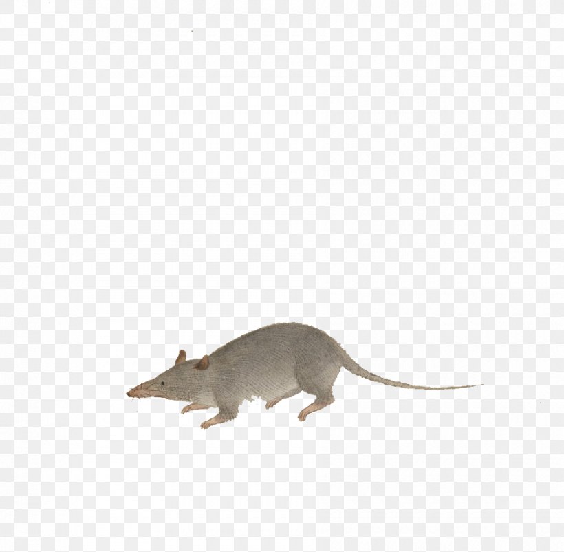 Rat Computer Mouse Fauna Wildlife, PNG, 900x881px, Rat, Carnivora, Carnivoran, Computer Mouse, Fauna Download Free