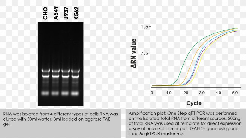 RNA Extraction Cell Isolation Polymerase, PNG, 1081x610px, Rna Extraction, Brand, Buffer Solution, Cell, Cell Culture Download Free