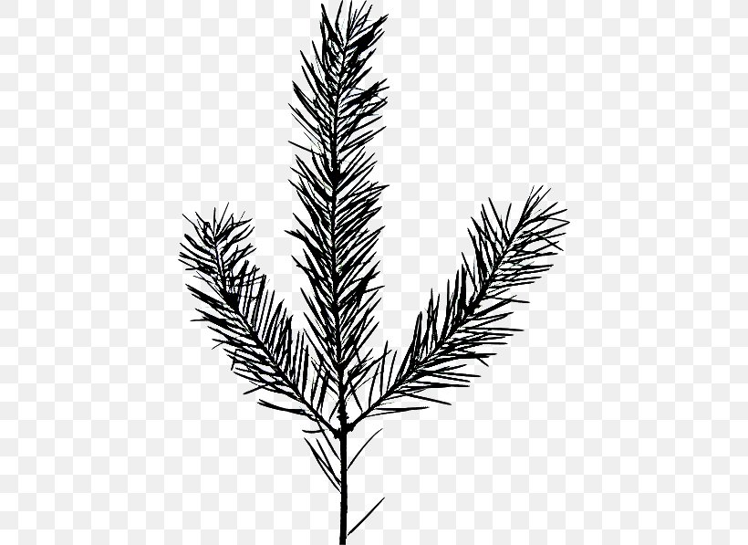 Family Tree Silhouette, PNG, 430x597px, Spruce, American Larch, Balsam Fir, Branch, Canadian Fir Download Free