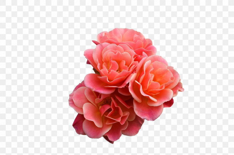Garden Roses, PNG, 1280x853px, Garden Roses, Artificial Flower, Cabbage Rose, Carnation, Cut Flowers Download Free