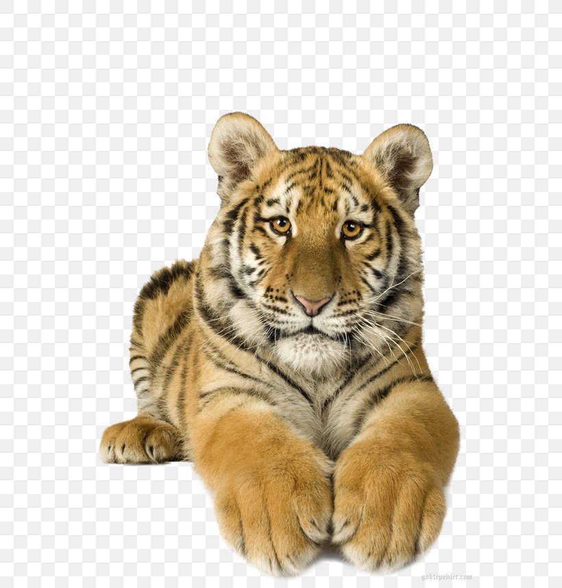 Lion Bengal Tiger Felidae Animaatio White Tiger, PNG, 600x857px, Lion, Animaatio, Animal, Bengal Tiger, Big Cats Download Free