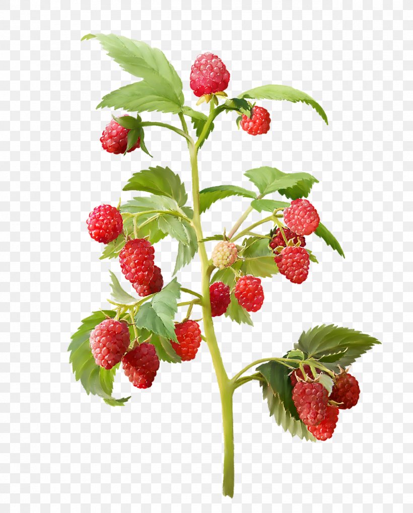 Red Raspberry Fruit Amora Mulberry, PNG, 1287x1600px, Red Raspberry, Amora, Berry, Branch, Drawing Download Free