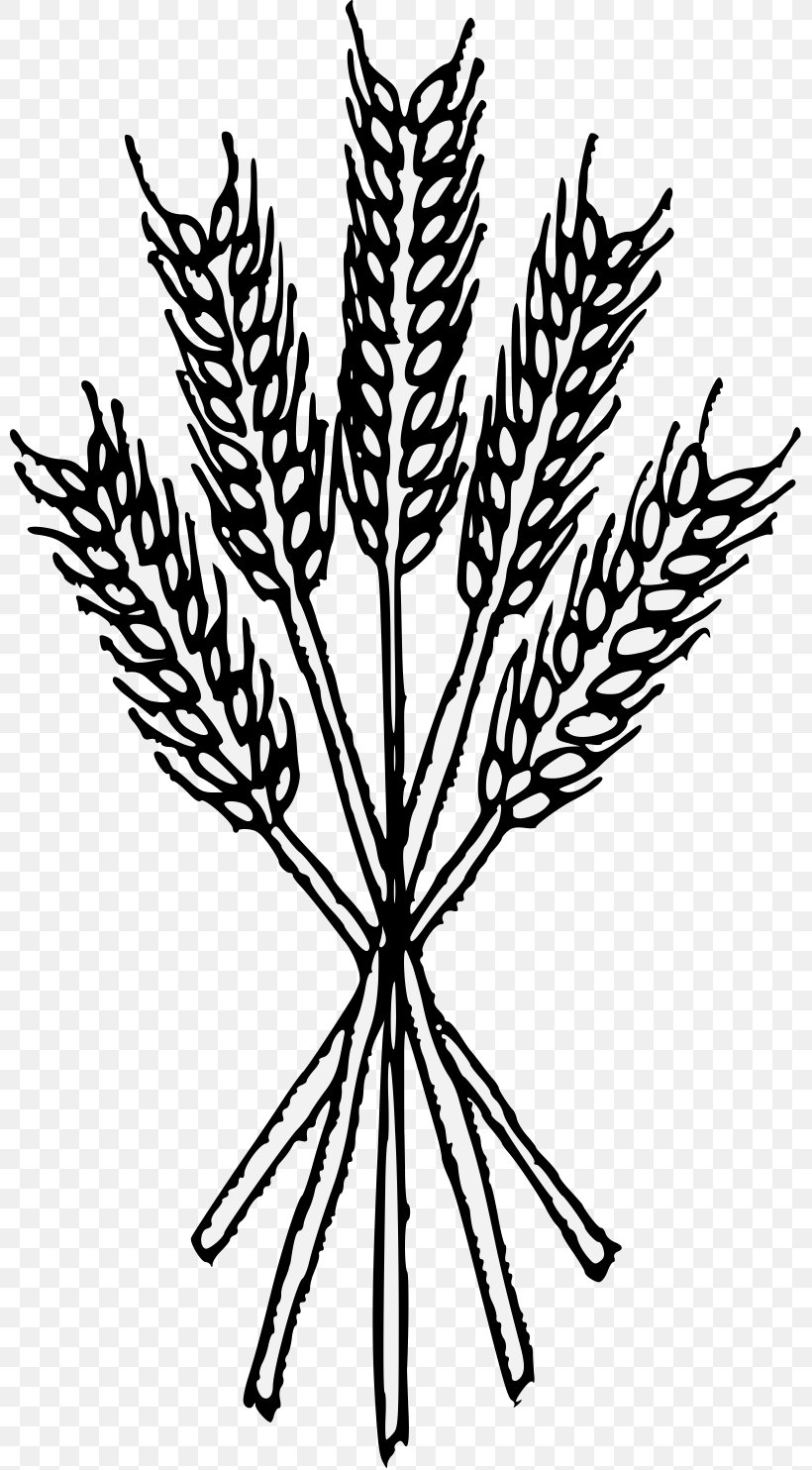 Wheat Heraldry Cereal Grain, PNG, 800x1484px, Wheat, Art, Black And White, Branch, Bread Download Free