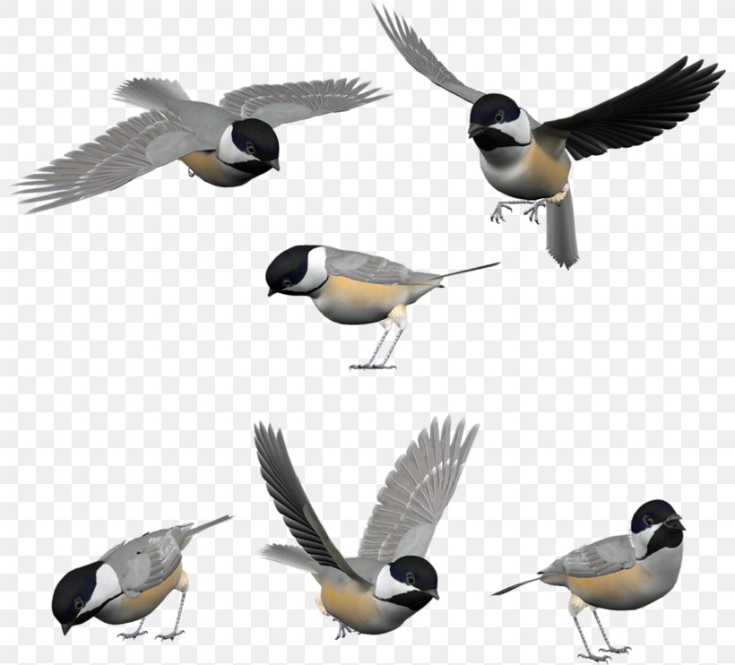Bird Duck Cygnini Postales Originales/Making Cards Northern Cardinal, PNG, 800x742px, Bird, Beak, Bullfinch, Cardinal, Chickadee Download Free