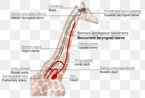 Parathyroid Gland Recurrent Laryngeal Nerve Human Anatomy, PNG ...