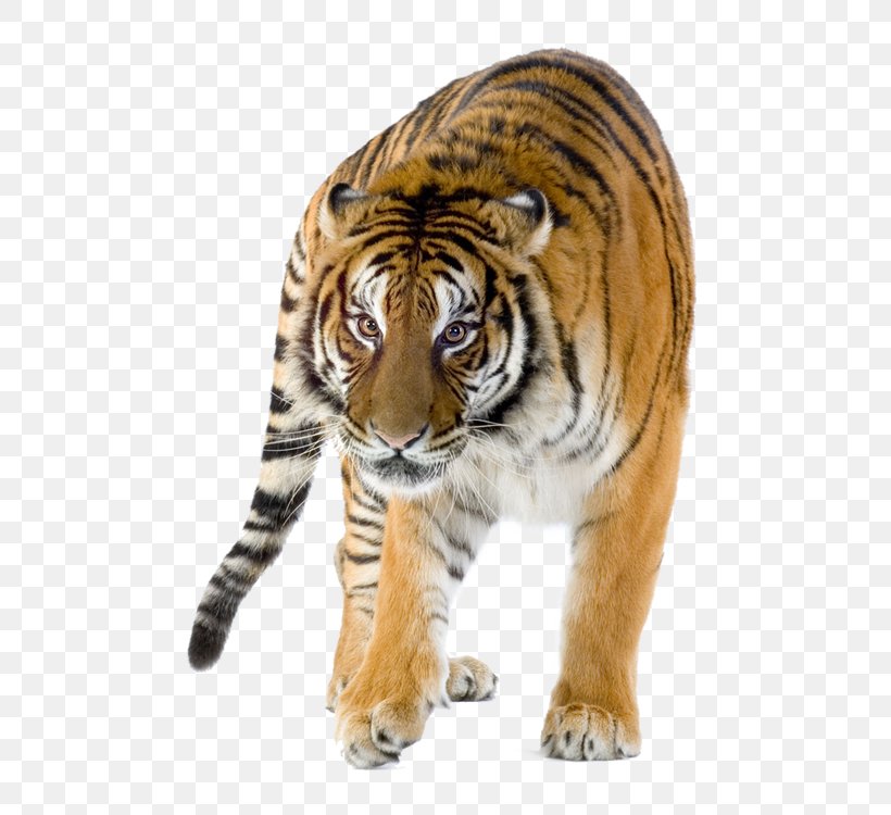 Lion Siberian Tiger Bengal Tiger Felidae Project Tiger, PNG, 750x750px, Lion, Bengal Tiger, Big Cat, Big Cats, Carnivoran Download Free
