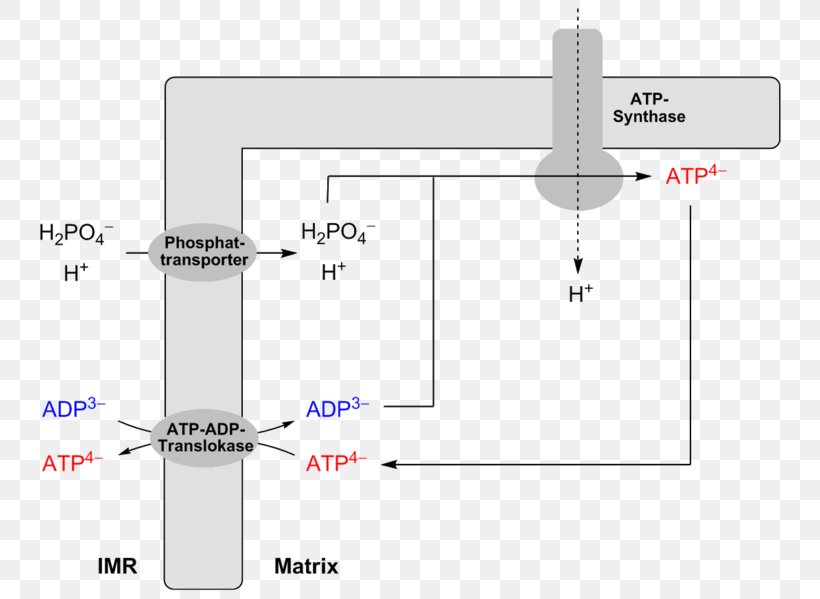 Atp - ADP/ATP Translocase Adenosine Diphosphate Adenosine Triphosphate Oxidative Phosphorylation PNG