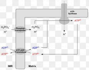 Atp - ADP/ATP Translocase Adenosine Diphosphate Adenosine Triphosphate Oxidative Phosphorylation PNG