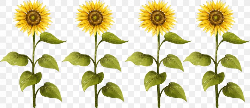 Common Sunflower Sunflower Seed Drawing, PNG, 1696x735px, Common Sunflower, Animation, Daisy Family, Dessin Animxe9, Drawing Download Free