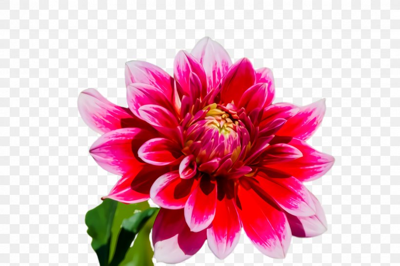 Flower Flowering Plant Petal Plant Pink, PNG, 2448x1632px, Flower, Cut Flowers, Dahlia, Daisy Family, Flowering Plant Download Free