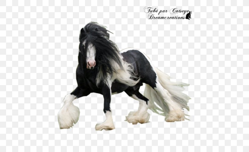 Gypsy Horse Stallion Mustang Friesian Horse Mane, PNG, 600x500px, Gypsy Horse, Animal, Black, Buckskin, Friesian Horse Download Free