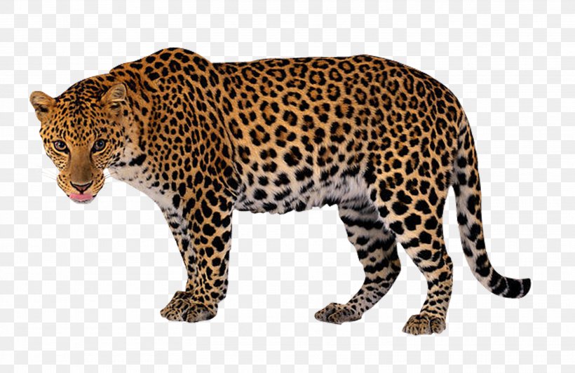 Leopard Clip Art, PNG, 3023x1963px, Leopard, Animal Print, Big Cat, Big Cats, Carnivoran Download Free