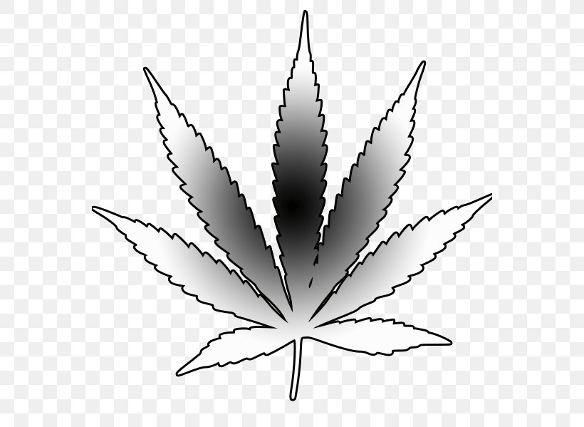 Medical Cannabis Drawing Leaf, PNG, 562x599px, Cannabis, Black And White, Bong, Drawing, Flowering Plant Download Free