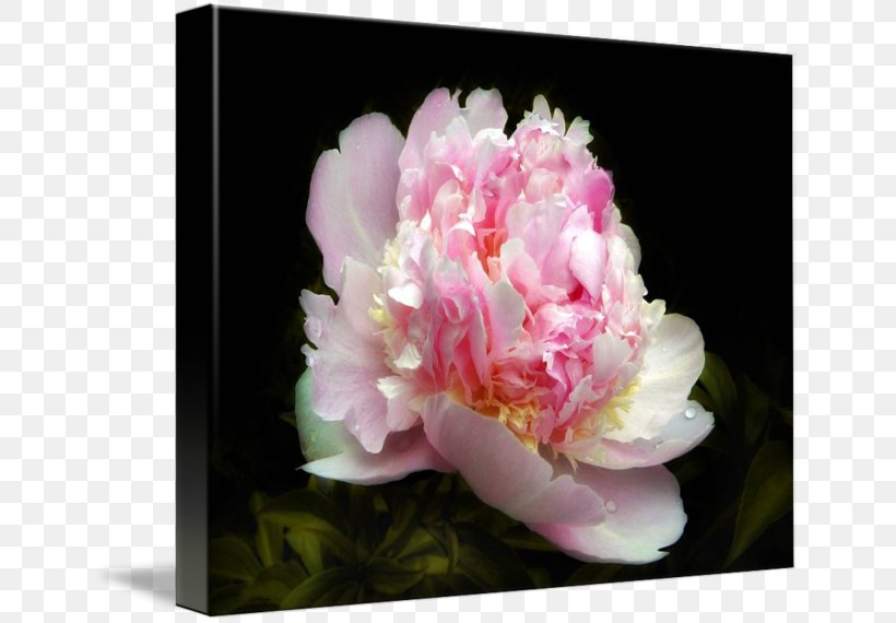 Peony Floral Design Cut Flowers Petal, PNG, 650x570px, Peony, Cut Flowers, Floral Design, Flower, Flower Arranging Download Free