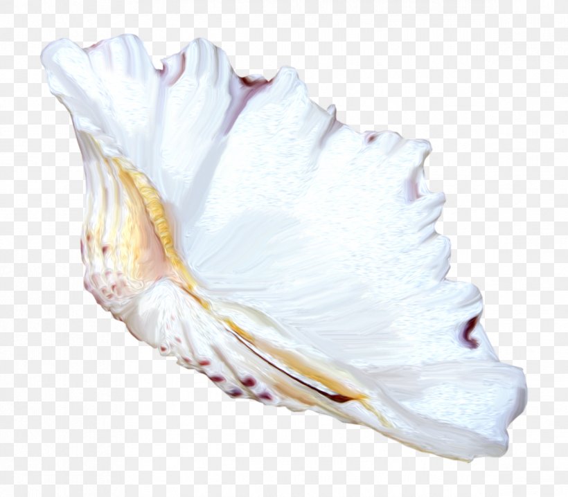 Seashell Conch Clip Art, PNG, 1168x1024px, Seashell, Conch, Flower, Material, Mollusc Shell Download Free