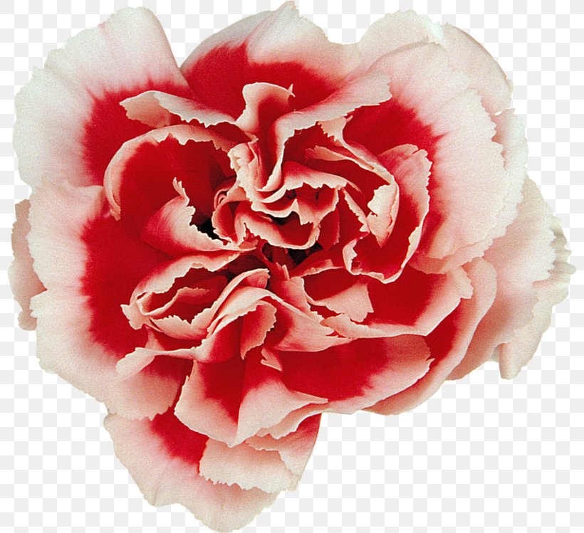 Garden Roses Carnation Centifolia Roses Cut Flowers, PNG, 800x749px, Garden Roses, Carnation, Centifolia Roses, Cut Flowers, Floral Design Download Free