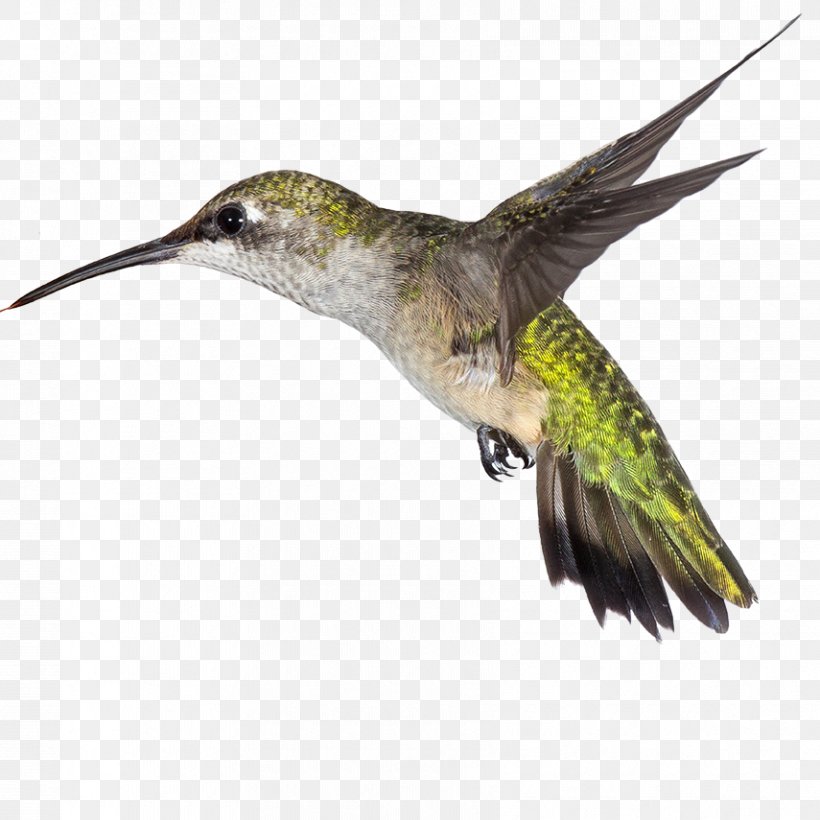 Hummingbird Beak Medicine Amazon.com, PNG, 855x855px, Hummingbird, Amazoncom, Animal, Beak, Bird Download Free