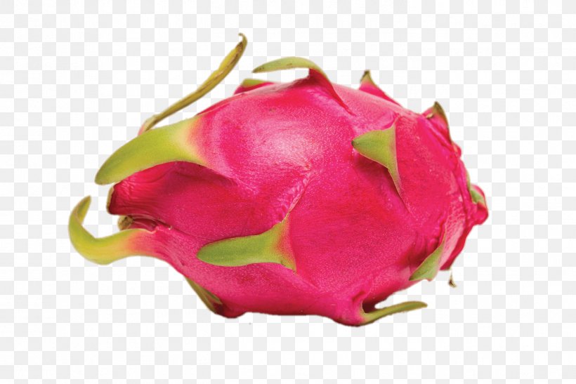 Pitaya Vietnamese Cuisine Thai Cuisine Fruit Guava, PNG, 1403x936px, Pitaya, Bud, Carambola, Dragonfruit, Food Download Free