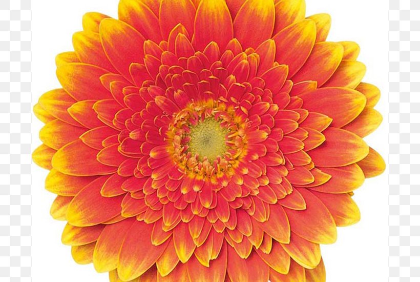 Transvaal Daisy Chrysanthemum Cut Flowers Colours Of Nature Dahlia, PNG, 800x550px, Transvaal Daisy, Annual Plant, Assortment Strategies, Babydoll, Birthday Download Free
