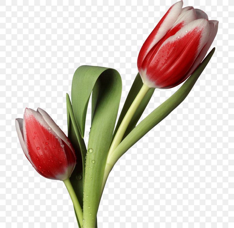 Tulip Cut Flowers Animaatio Petal, PNG, 714x800px, Tulip, Animaatio, Animator, Blog, Bud Download Free