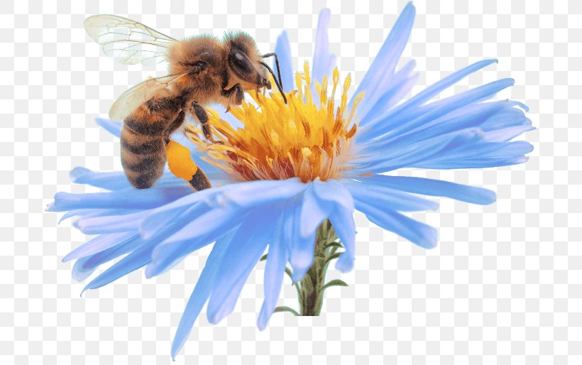 Bee Cream Propolis Skin Care, PNG, 697x514px, Bee, Aster, Bee Pollen, Beeswax, Cream Download Free
