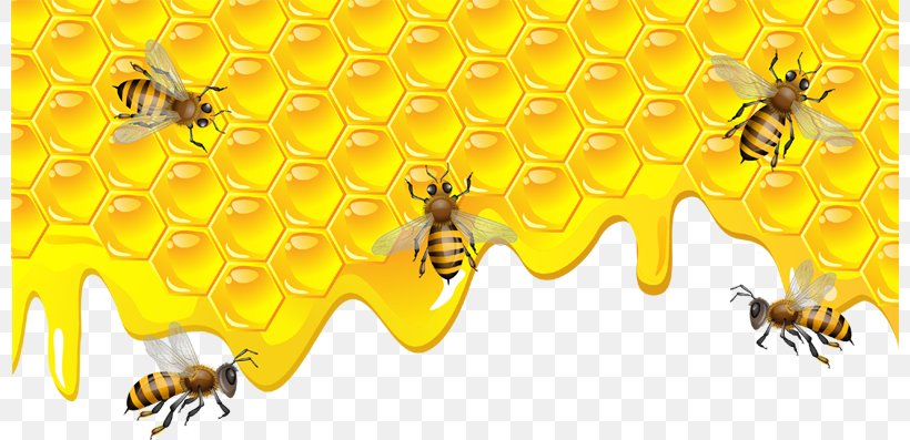 Bee Torte Honeycomb Clip Art, PNG, 800x397px, Bee, Arthropod, Bee Pollen, Beekeeping, Beeswax Download Free