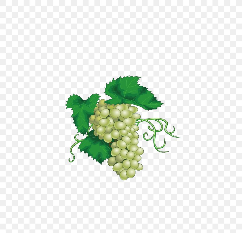 Chenin Blanc Wine Juice Grape, PNG, 612x792px, Chenin Blanc, Common Grape Vine, Food, Fruit, Grape Download Free
