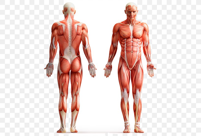 16 HUMAN BODY clipart  body vector clipart  human body illustration  human body image  human body digital design  human body graphics