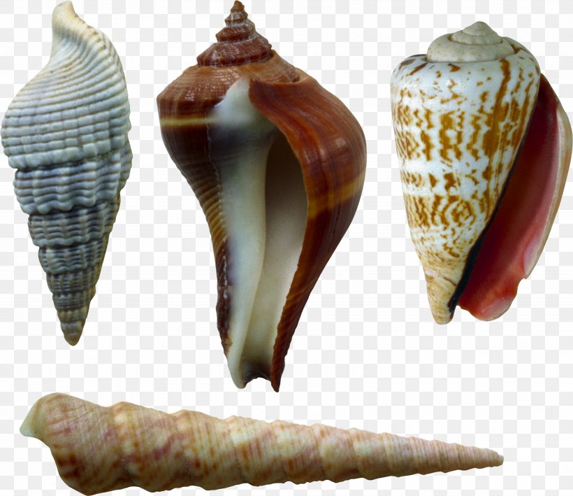 Image File Formats Lossless Compression, PNG, 3624x3134px, Seashell, Conch, Conchology, Depositfiles, Marine Download Free