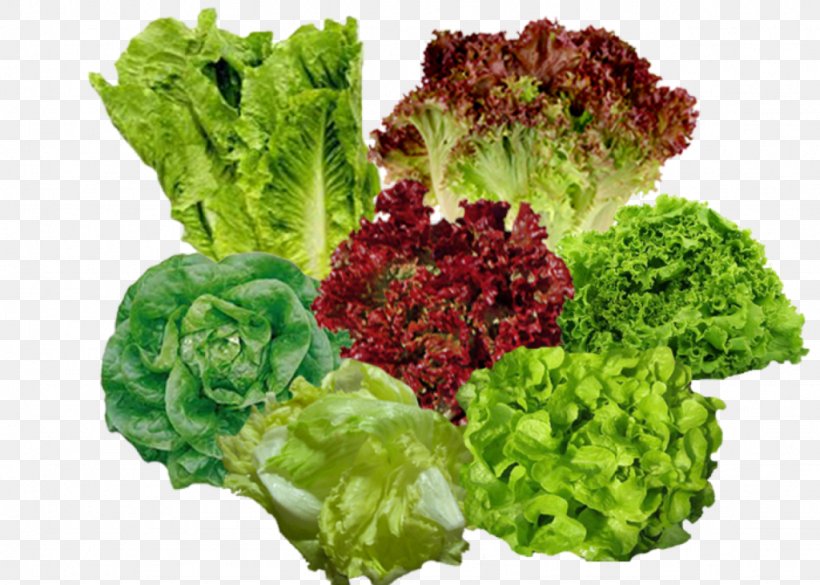 Lettuce Vegetable Salade Composée Food, PNG, 1024x731px, Lettuce, Broccoli, Carrot, Daikon, Food Download Free