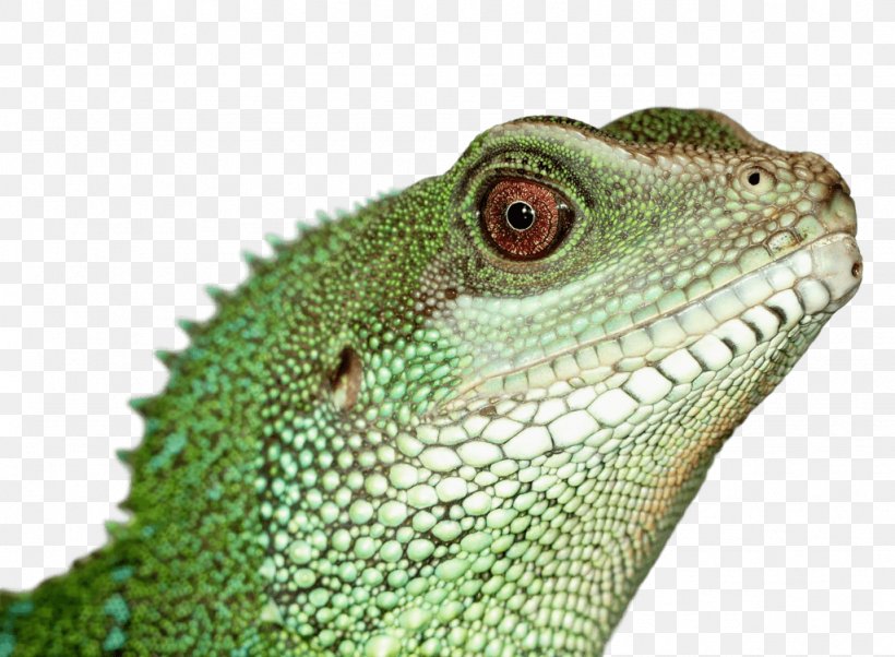 Reptile Lizard Green Iguana Pet Chinese Water Dragon, PNG, 1024x752px, Reptile, African Chameleon, Agama, Agamidae, Animal Download Free