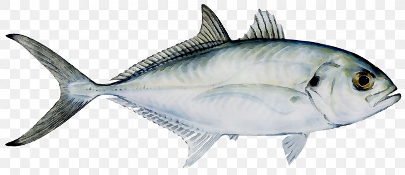True Tunas Weakfish Shark Bluefish, PNG, 2329x1006px, True Tunas, Albacore Fish, Bluefish, Bonyfish, Fin Download Free