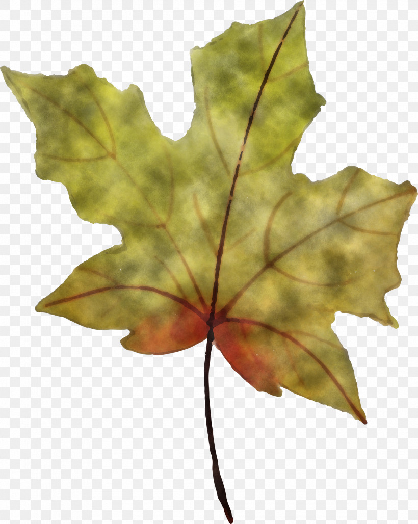 Autumn Leaf, PNG, 2391x3000px, Autumn Leaf, Biology, Leaf, Maple, Maple Leaf Download Free