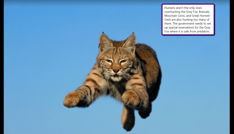 Bobcat United States Felidae Kitten, PNG, 1427x819px, Bobcat, California Spangled, Canada Lynx, Carnivoran, Cat Download Free