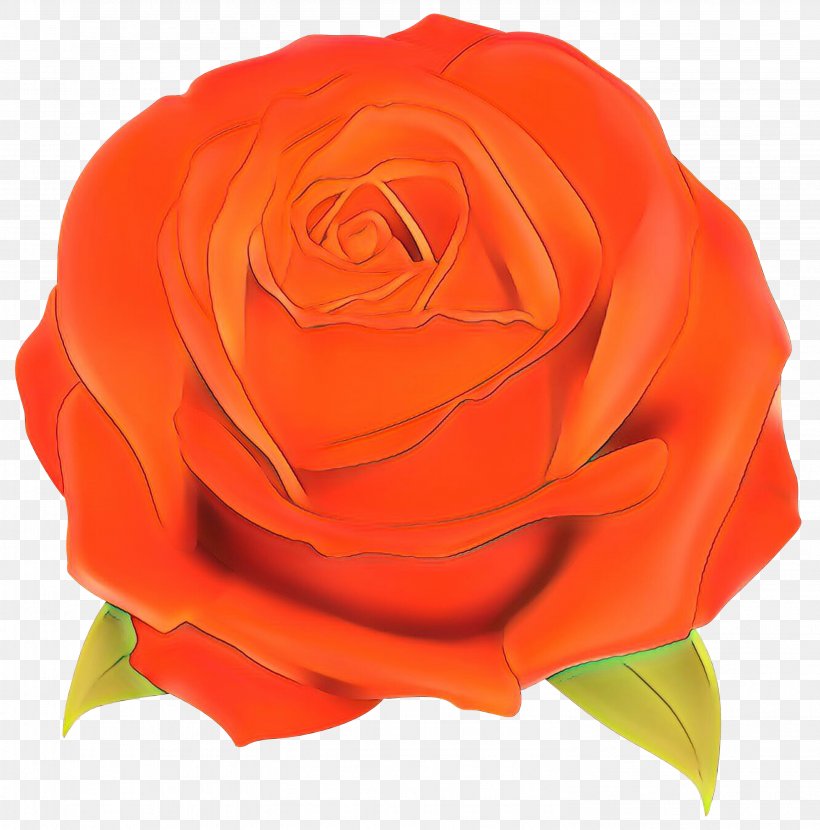 Garden Roses Cabbage Rose Floribunda Cut Flowers Petal, PNG, 2962x3000px, Garden Roses, Artificial Flower, Cabbage Rose, Camellia, China Rose Download Free