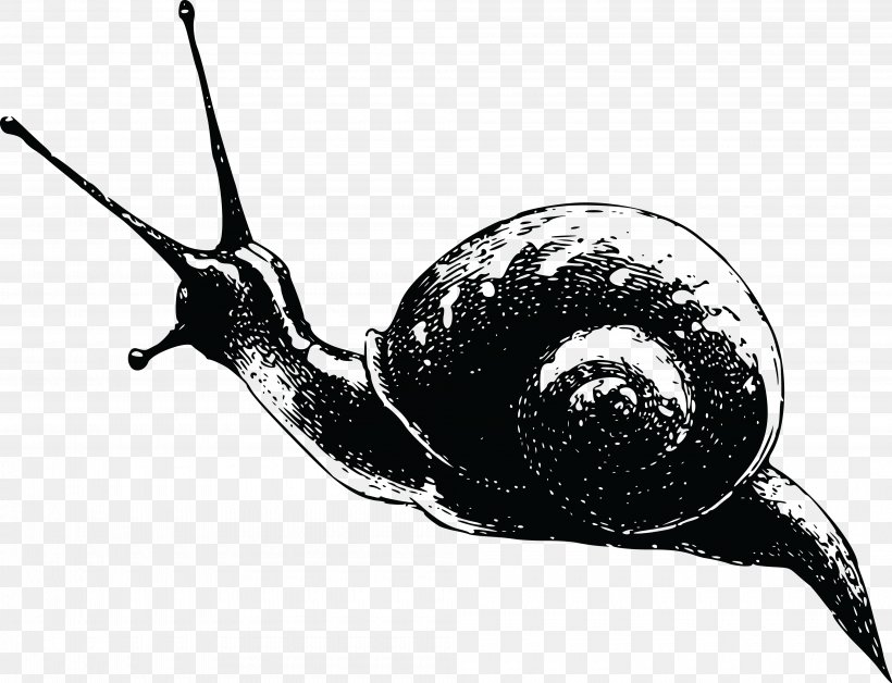 Gastropods Snail Cdr Clip Art, PNG, 4000x3067px, Gastropods, Black And White, Cdr, Fauna, Invertebrate Download Free