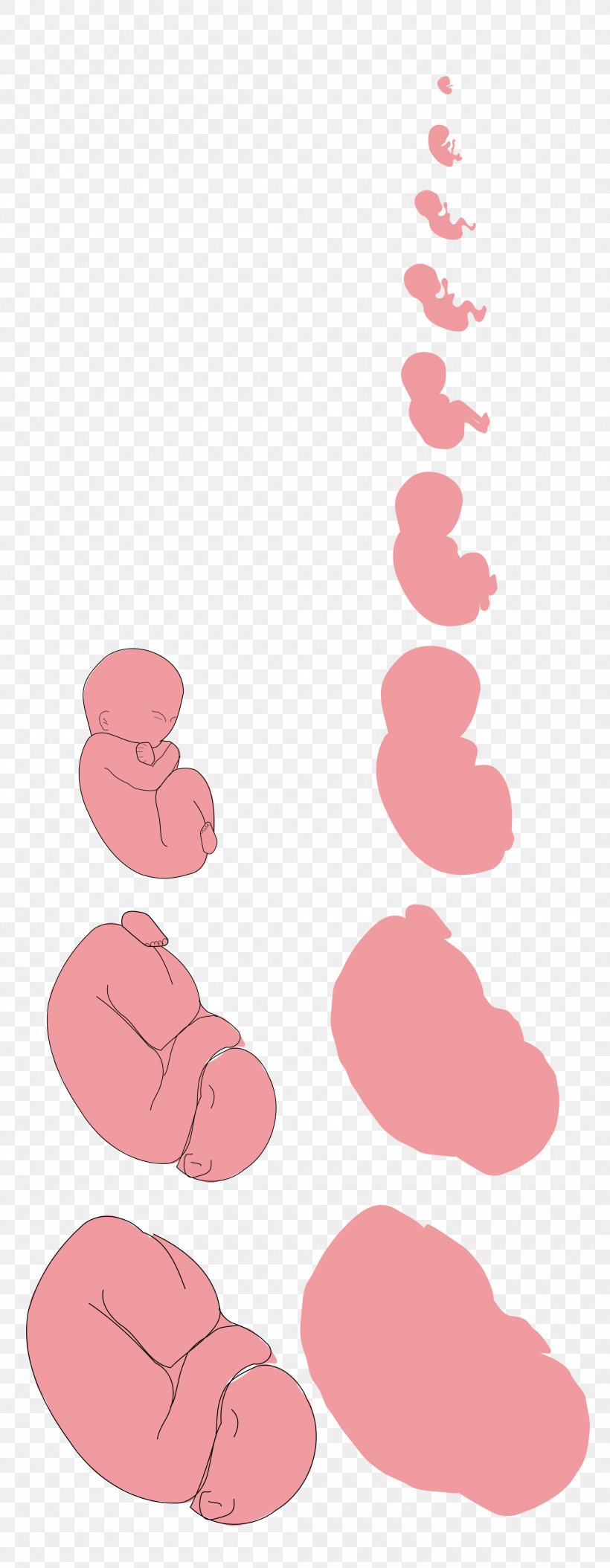 Pregnancy Fetus Embryo Pharmaceutical Drug Clip Art, PNG, 2100x5400px, Watercolor, Cartoon, Flower, Frame, Heart Download Free