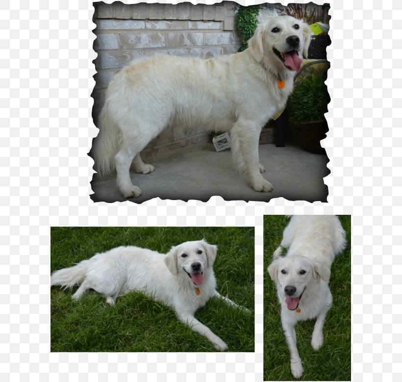 Slovak Cuvac Polish Tatra Sheepdog Kuvasz Maremma Sheepdog Akbash Dog, PNG, 615x779px, Slovak Cuvac, Akbash Dog, American Kennel Club, Breed, Canadian Kennel Club Download Free