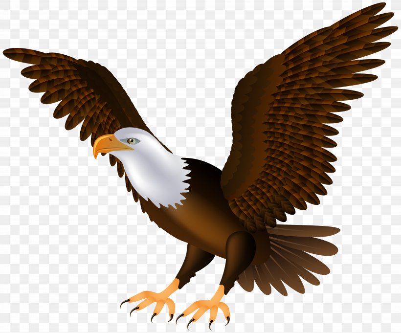 Bald Eagle Bird Clip Art, PNG, 8000x6651px, Bald Eagle, Accipitriformes, African Fish Eagle, Beak, Bird Download Free
