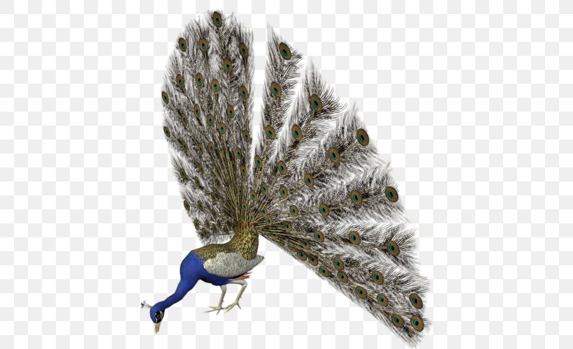 Bird Pavo Reptile Feather, PNG, 500x500px, Bird, Animaatio, Asiatic Peafowl, Beak, Cygnini Download Free
