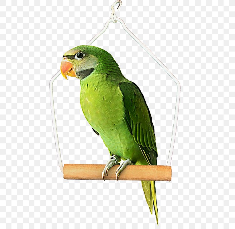 Budgerigar Bird Cockatiel Parakeet Pet, PNG, 800x800px, Budgerigar, Beak, Bird, Bird Supply, Cockatiel Download Free