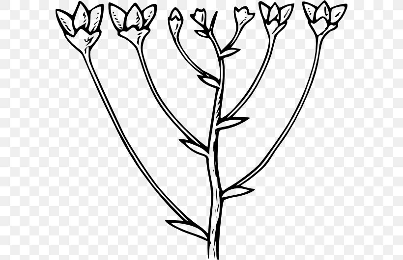 Clip Art, PNG, 594x530px, Windows Metafile, Black And White, Botany, Branch, Daffodil Download Free