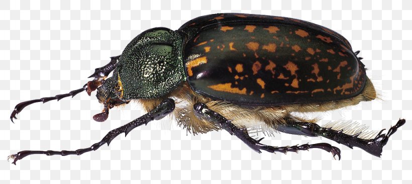 Hercules Beetle Scarabs Locust, PNG, 1024x460px, Beetle, Animal, Arthropod, Caelifera, Cicadidae Download Free